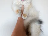 British Longhair Ny 12 Dişi Yavru