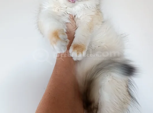 British Longhair Ny 12 Dişi Yavru görsel