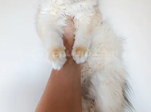British Longhair Ny 12 Dişi Yavru görsel