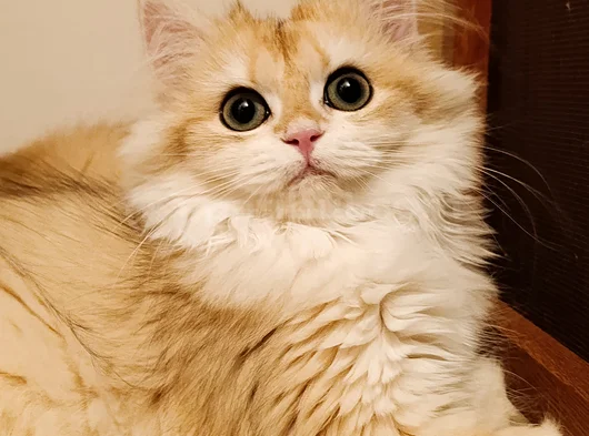 British Longhair Ny 12 Dişi Yavru görsel