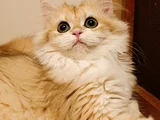 British longhair NY 12 dişi yavru