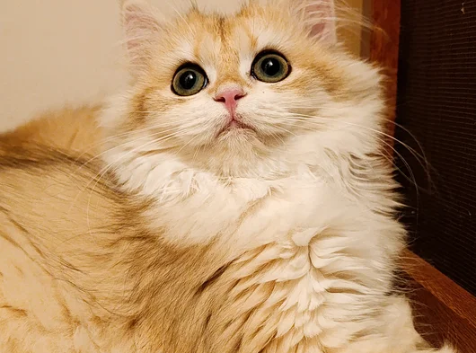 British Longhair Ny 12 Dişi Yavru