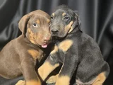 Estetikli Ve Estetiksiz Avrupa Doberman Yavrulari