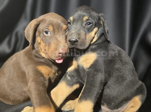Estetikli Ve Estetiksiz Avrupa Doberman Yavrulari görsel