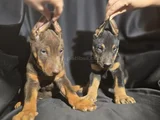 Estetikli Ve Estetiksiz Avrupa Doberman Yavrulari