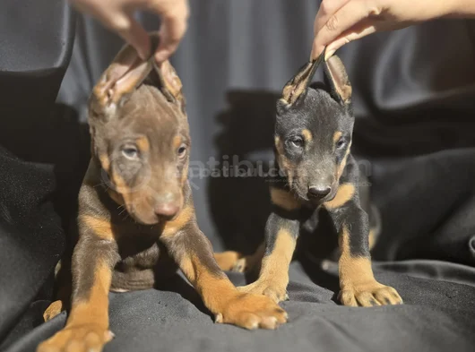 Estetikli Ve Estetiksiz Avrupa Doberman Yavrulari görsel