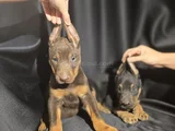 Estetikli ve estetiksiz Avrupa Doberman yavrulari