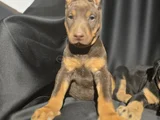Estetikli Ve Estetiksiz Avrupa Doberman Yavrulari