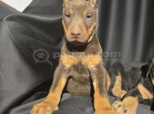 Estetikli Ve Estetiksiz Avrupa Doberman Yavrulari görsel