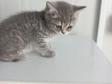 8 Yavru Kedi