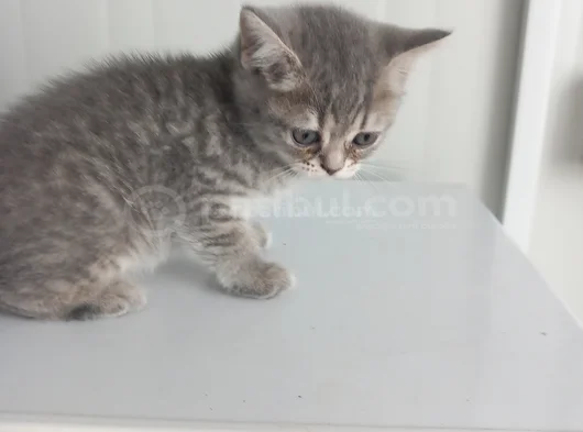 8 Yavru Kedi görsel