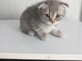 8 Yavru Kedi
