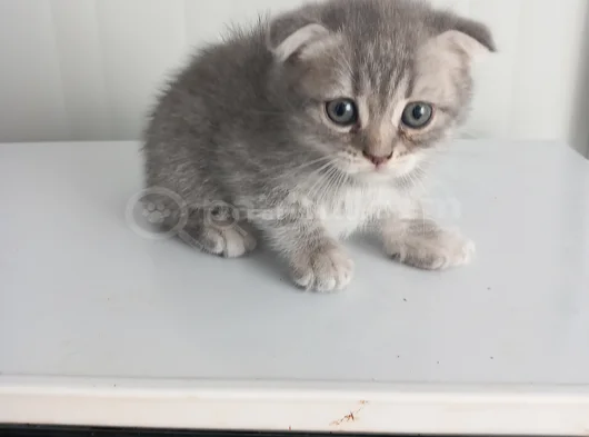 8 Yavru Kedi görsel
