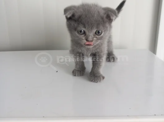 8 Yavru Kedi görsel
