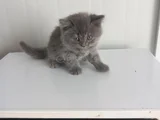 8 Yavru Kedi