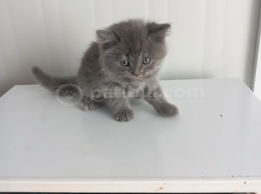 8 Yavru Kedi görsel