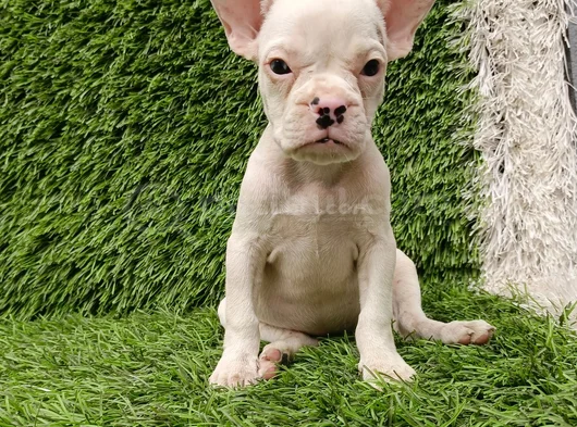 French Buldog Hari̇ka Kizlar görsel