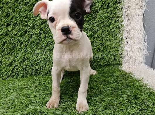 French Buldog Hari̇ka Kizlar görsel