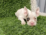 FRENCH BULDOG HARİKA KIZLAR