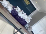 Kedi̇ci̇den Show Kali̇te British Shorthair Yavrulari Ankara