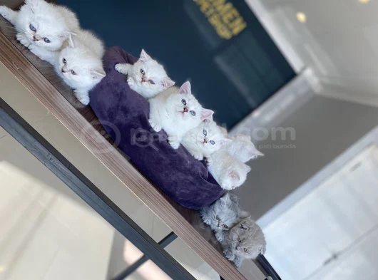 Kedi̇ci̇den Show Kali̇te British Shorthair Yavrulari Ankara görsel