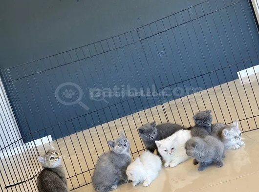 Kedi̇ci̇den Show Kali̇te British Shorthair Yavrulari Ankara görsel