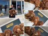 Tr Ni̇n En Güzel Toy Poodle Yavrulari Renk Renk Ankara