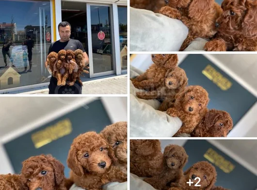 Tr Ni̇n En Güzel Toy Poodle Yavrulari Renk Renk Ankara görsel
