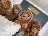 Tr Ni̇n En Güzel Toy Poodle Yavrulari Renk Renk Ankara