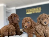 Tr Ni̇n En Güzel Toy Poodle Yavrulari Renk Renk Ankara