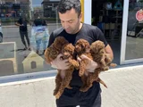 Tr Ni̇n En Güzel Toy Poodle Yavrulari Renk Renk Ankara