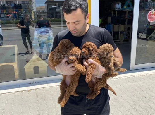 Tr Ni̇n En Güzel Toy Poodle Yavrulari Renk Renk Ankara görsel