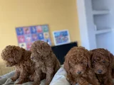 Tr Ni̇n En Güzel Toy Poodle Yavrulari Renk Renk Ankara