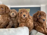 Tr Ni̇n En Güzel Toy Poodle Yavrulari Renk Renk Ankara