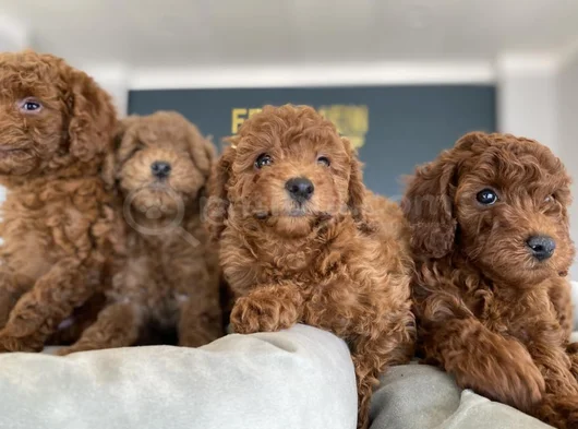 Tr Ni̇n En Güzel Toy Poodle Yavrulari Renk Renk Ankara görsel