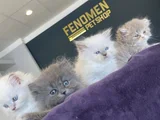 KEDİCİDEN SHOW KALİTE BRITISH SHORTHAIR YAVRULARI ANKARA