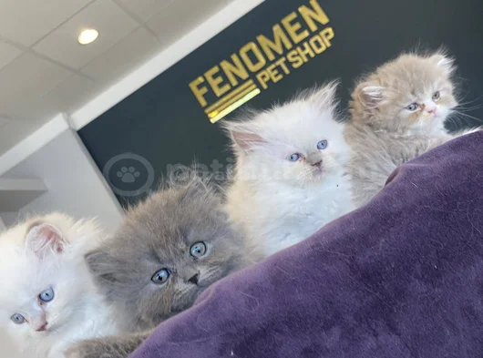 Kedi̇ci̇den Show Kali̇te British Shorthair Yavrulari Ankara