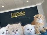 Kedi̇ci̇den Show Kali̇te British Shorthair Yavrulari Ankara