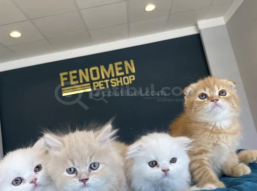 Kedi̇ci̇den Show Kali̇te British Shorthair Yavrulari Ankara görsel