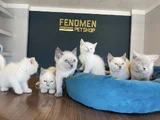 Kedi̇ci̇den Show Kali̇te British Shorthair Yavrulari Ankara