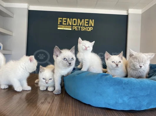 Kedi̇ci̇den Show Kali̇te British Shorthair Yavrulari Ankara görsel