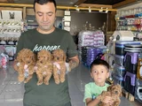 Tr Ni̇n En Güzel Toy Poodle Yavrulari Renk Renk Ankara