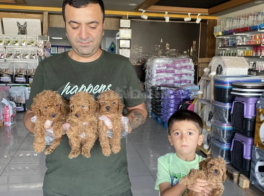 Tr Ni̇n En Güzel Toy Poodle Yavrulari Renk Renk Ankara görsel