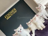 Kedi̇ci̇den Show Kali̇te British Shorthair Yavrulari Ankara