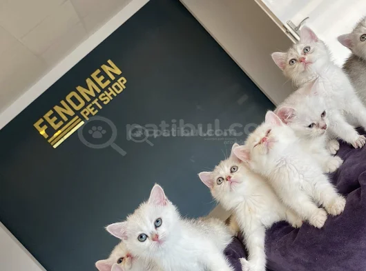 Kedi̇ci̇den Show Kali̇te British Shorthair Yavrulari Ankara görsel