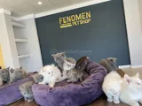 Kedi̇ci̇den Show Kali̇te British Shorthair Yavrulari Ankara