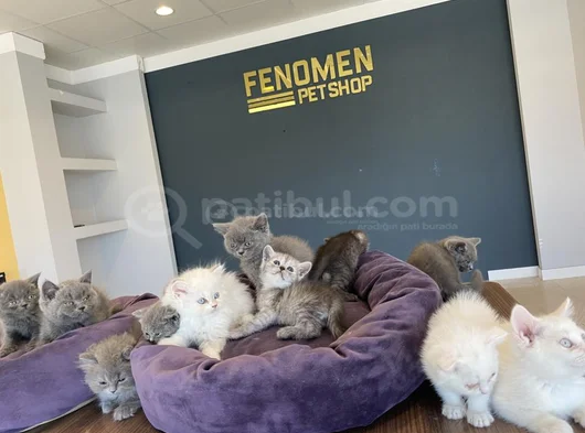 Kedi̇ci̇den Show Kali̇te British Shorthair Yavrulari Ankara görsel