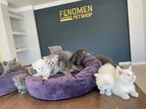 Kedi̇ci̇den Show Kali̇te British Shorthair Yavrulari Ankara