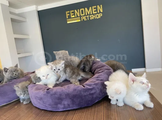 Kedi̇ci̇den Show Kali̇te British Shorthair Yavrulari Ankara görsel