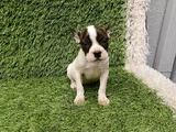 French Buldog Hari̇ka Kizlar